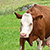 Schulzenhof Fèrme - Vacances à la Ferme - Mühlenbach Forêt-Noire Allemagne